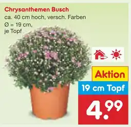 Netto Marken-Discount Chrysanthemen busch Angebot