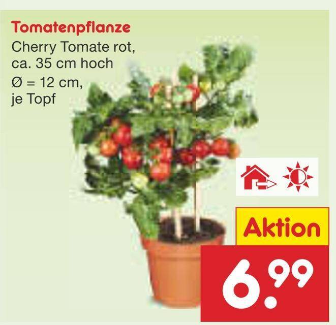 falscher hanf zimmerpflanze kaufen Knstliche Hanfpflanze Cannabis-Pflanze Marihuana Haschpflanze 1,50 Me   Poochy-Couture