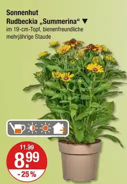V Markt Sonnenhut rudbeckia 'summerina' Angebot
