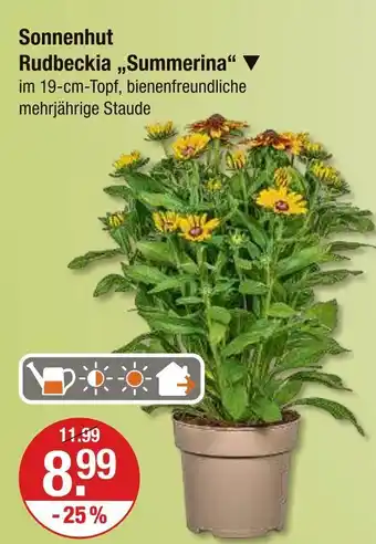 V Markt Sonnenhut rudbeckia 'summerina' Angebot