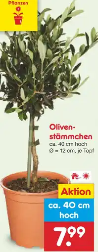 Netto Marken-Discount Olivenstämmchen Angebot