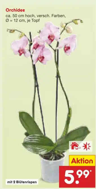 Netto Marken-Discount Orchidee Angebot