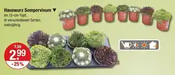 V Markt Hauswurz sempervivum Angebot