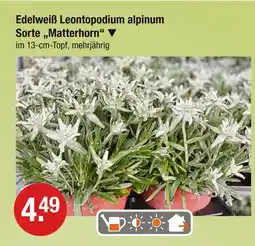 V Markt Edelweiß leontopodium alpinum sorte 'matterhorn' Angebot