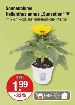 V Markt Sonnenblume helianthus annus 'sunsation' Angebot