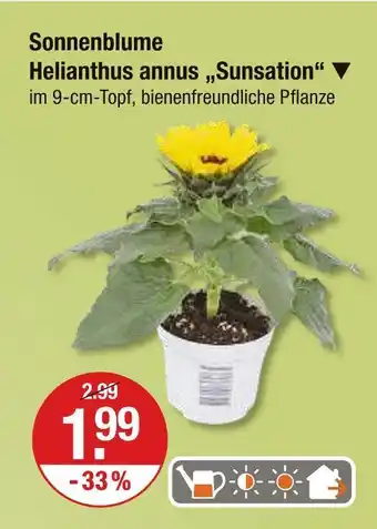 V Markt Sonnenblume helianthus annus 'sunsation' Angebot