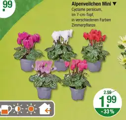 V Markt Alpenveilchen mini Angebot