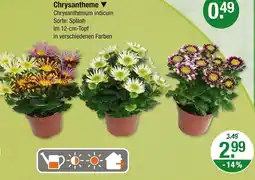 V Markt Chrysantheme Angebot