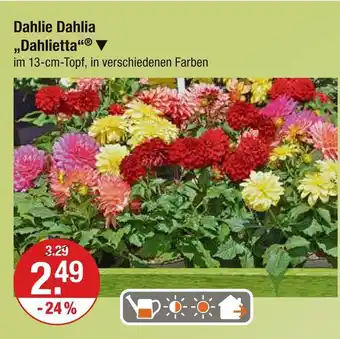 V Markt Dahlie dahlia dahlietta Angebot