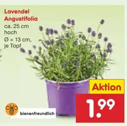 Netto Marken-Discount Lavendel angustifolia Angebot