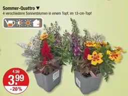 V Markt Sommer-quattro Angebot
