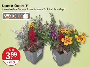 V Markt Sommer-quattro Angebot