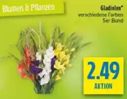 diska Gladiolen Angebot