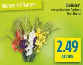 diska Gladiolen Angebot