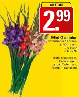 WEZ Mini-Gladiolen Angebot