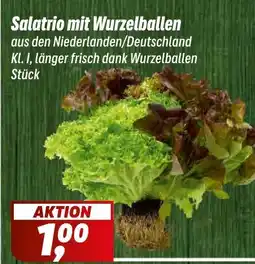 Simmel Salatrio mit Wurzelballen Angebot