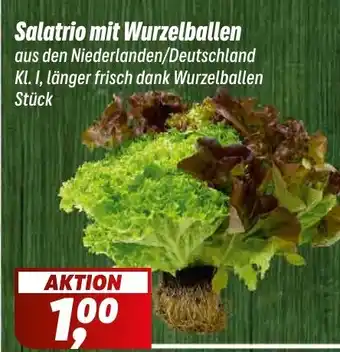 Simmel Salatrio mit Wurzelballen Angebot
