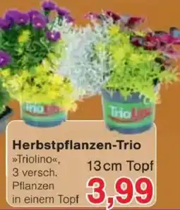 Jawoll Herbstpflanzen-Trio Angebot