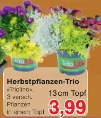 Jawoll Herbstpflanzen-Trio Angebot