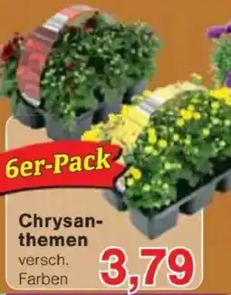 Jawoll Chrysanthemen Angebot