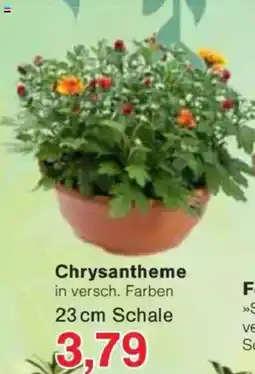 Jawoll Chrysantheme Angebot