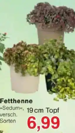 Jawoll Fetthenne Angebot