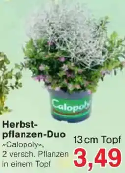 Jawoll Herbstpflanzen-Duo Angebot