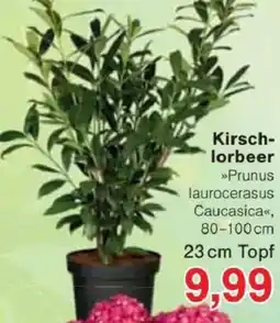 Jawoll Kirschlorbeer Angebot