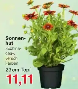 Jawoll Sonnenhut Angebot