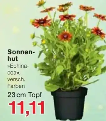 Jawoll Sonnenhut Angebot