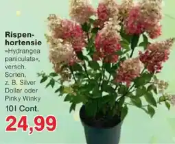 Jawoll Rispenhortensie Angebot