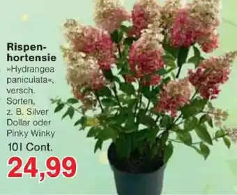 Jawoll Rispenhortensie Angebot