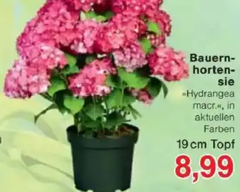 Jawoll Bauernhortensie Angebot