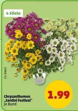 PENNY Chrysanthemen „Santini Festival“ Angebot