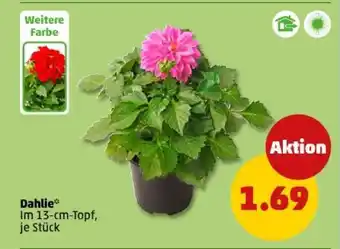 PENNY Dahlie Angebot