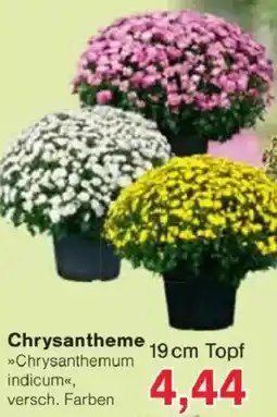 Jawoll Chrysantheme Angebot