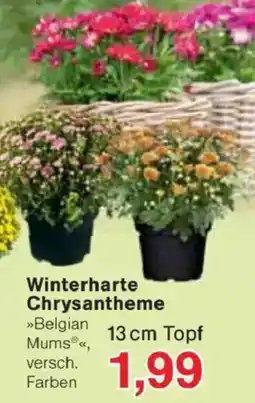 Jawoll Winterharte Chrysantheme Angebot