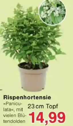 Jawoll Rispenhortensie Angebot