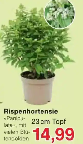 Jawoll Rispenhortensie Angebot