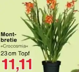 Jawoll Montbretie Angebot
