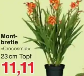 Jawoll Montbretie Angebot