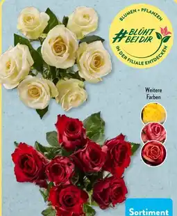 Aldi Süd Premium Rose Angebot