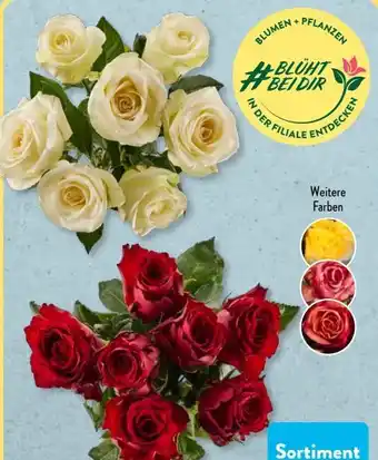 Aldi Süd Premium Rose Angebot