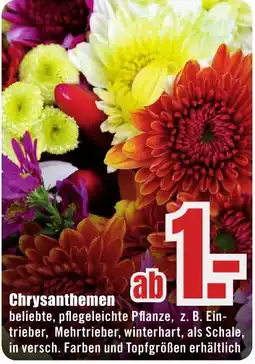 B1 Discount Baumarkt Chrysanthemen Angebot