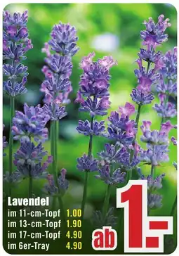 B1 Discount Baumarkt Lavendel Angebot