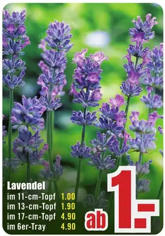 B1 Discount Baumarkt Lavendel Angebot