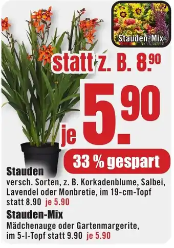 B1 Discount Baumarkt Stauden Angebot