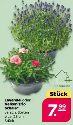 NETTO Lavendel oder Nelken Trio Schale Angebot