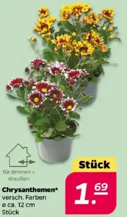 NETTO Chrysanthemen Angebot