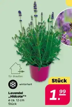 NETTO Lavendel „Hidcote" Angebot